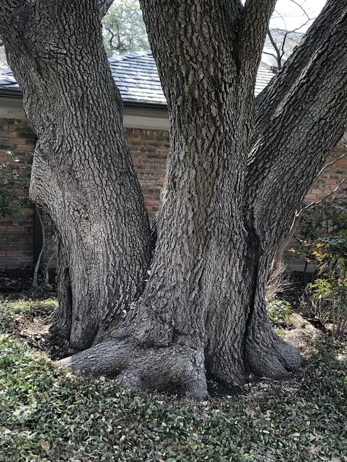 Mature heritage tree close to a Fulton property cared for by certified arborists